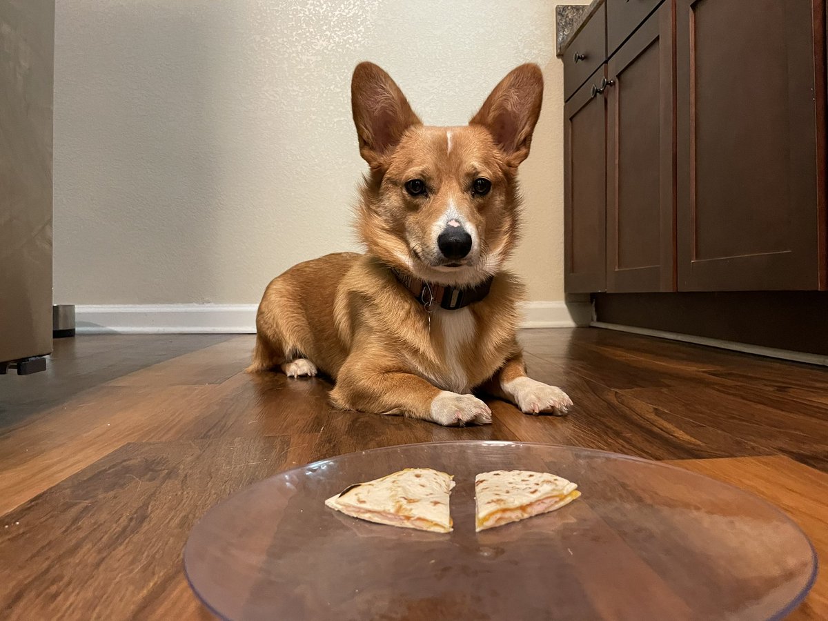 Bob_Brown18's tweet photo. Happy first bday to the realest one 🐶 https://t.co/zL9PSN5PV7