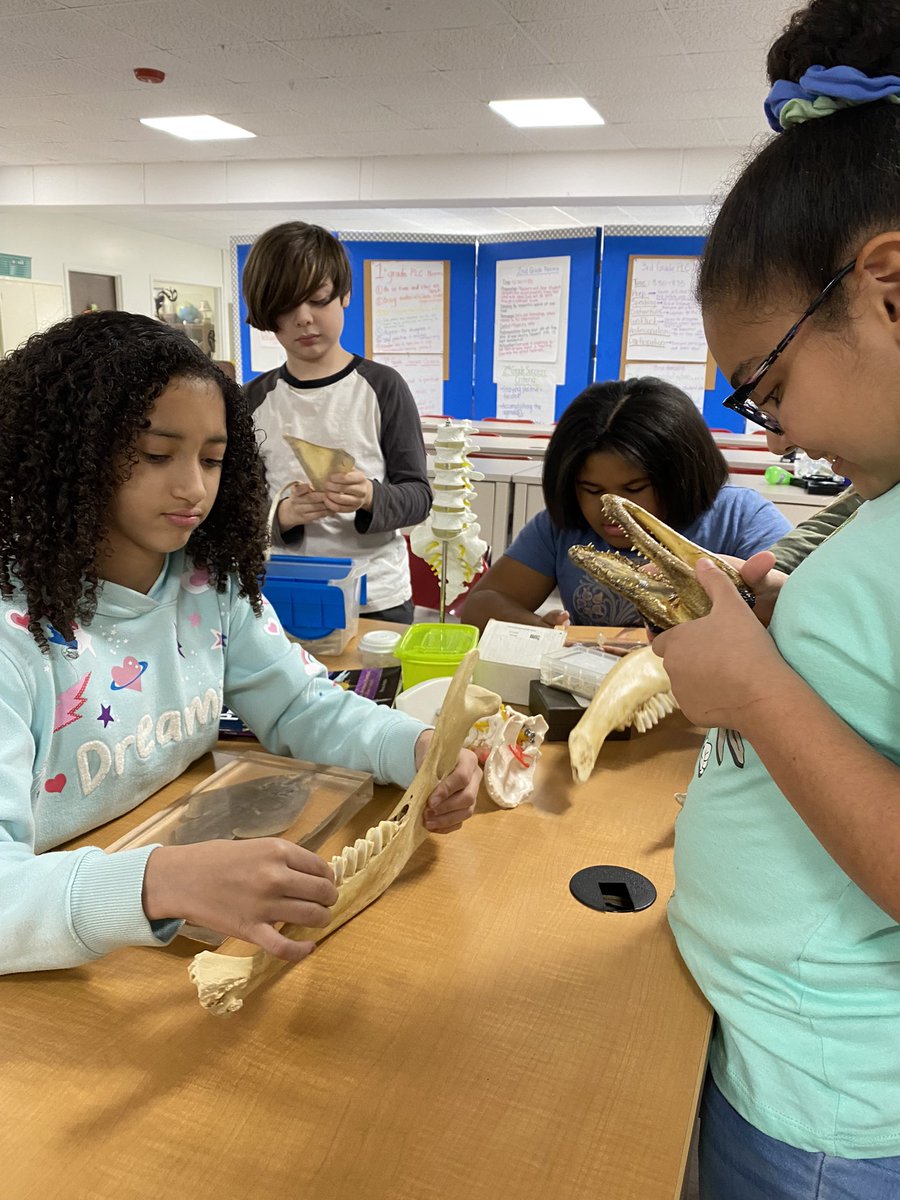 BeverlyAtsma's tweet photo. Exploring classification of vertebrates and invertebrates with 5th grade! @oges_fifth @OGESeagles @CherokeeSchools #CCSDSTEAM https://t.co/0yYAFRC7ao