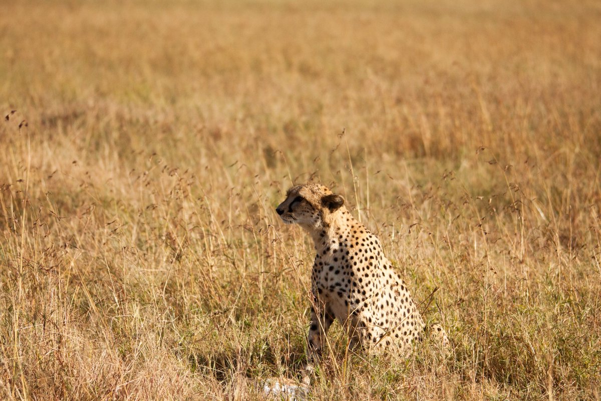 FieldSafari's tweet photo. Cheeta with a fresh kill in Serengeti National Park

#wildlifephotography #ecosystem #safarifieldguide #predator #predetorandprey https://t.co/m2DMUIAPWW