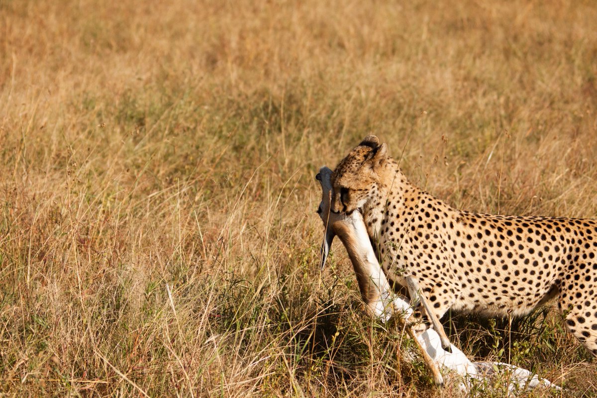 FieldSafari's tweet photo. Cheeta with a fresh kill in Serengeti National Park

#wildlifephotography #ecosystem #safarifieldguide #predator #predetorandprey https://t.co/m2DMUIAPWW