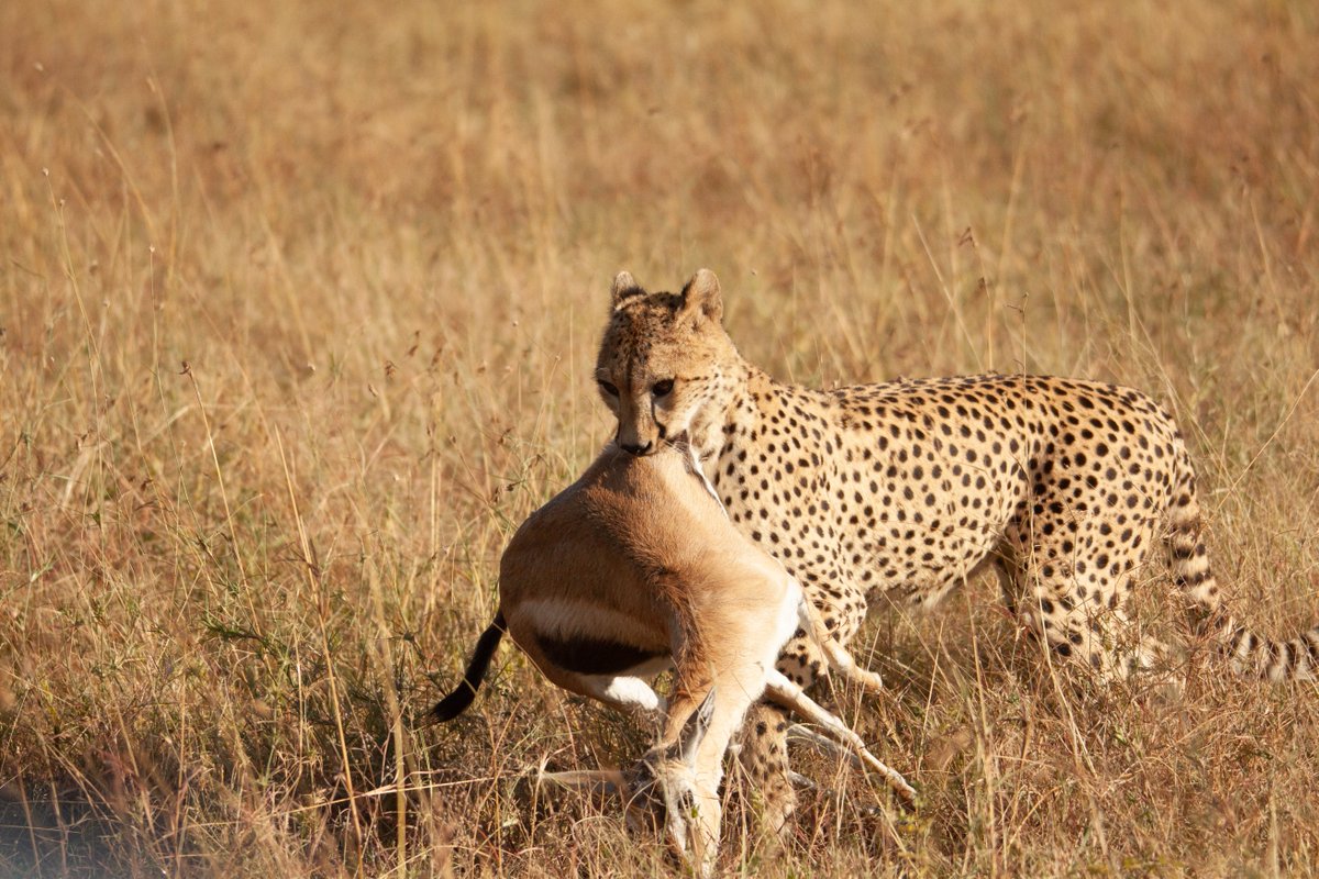 FieldSafari's tweet photo. Cheeta with a fresh kill in Serengeti National Park

#wildlifephotography #ecosystem #safarifieldguide #predator #predetorandprey https://t.co/m2DMUIAPWW