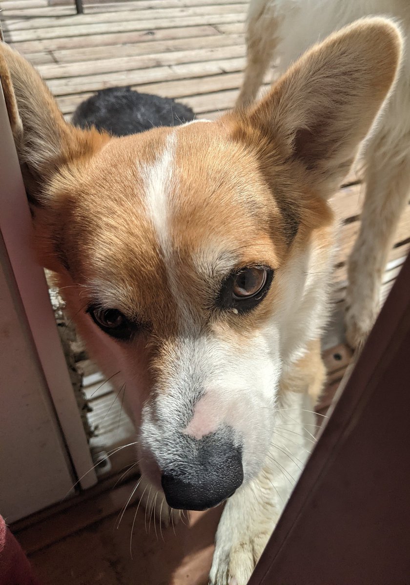 samistryjinx's tweet photo. @PRlNCETTE best of wishes! pet pictures for your troubles <3 https://t.co/fKVJGP6hdt