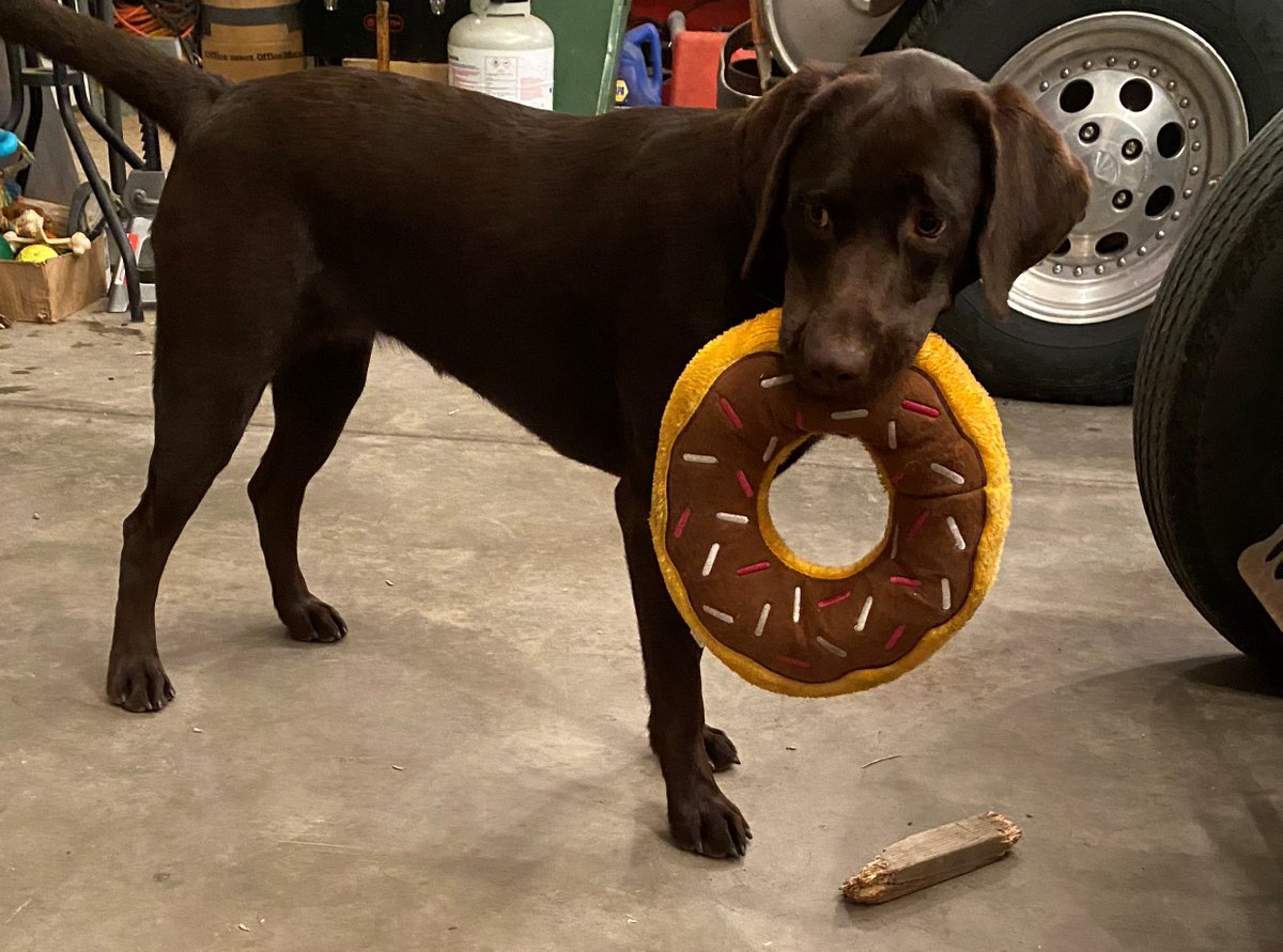 BrodieLayne11's tweet photo. Hello everyone!  I'm so excited.  I received my prize from @Beata_Azlan's contest.  I love it!  🐾🥰  I've been running through the house showing everyone.  Thanks Azlan!  Congrats to all the winners!!  #HappyDay  #Winner  #Fun  #DogsofTwittter https://t.co/8IFG2xcAUp