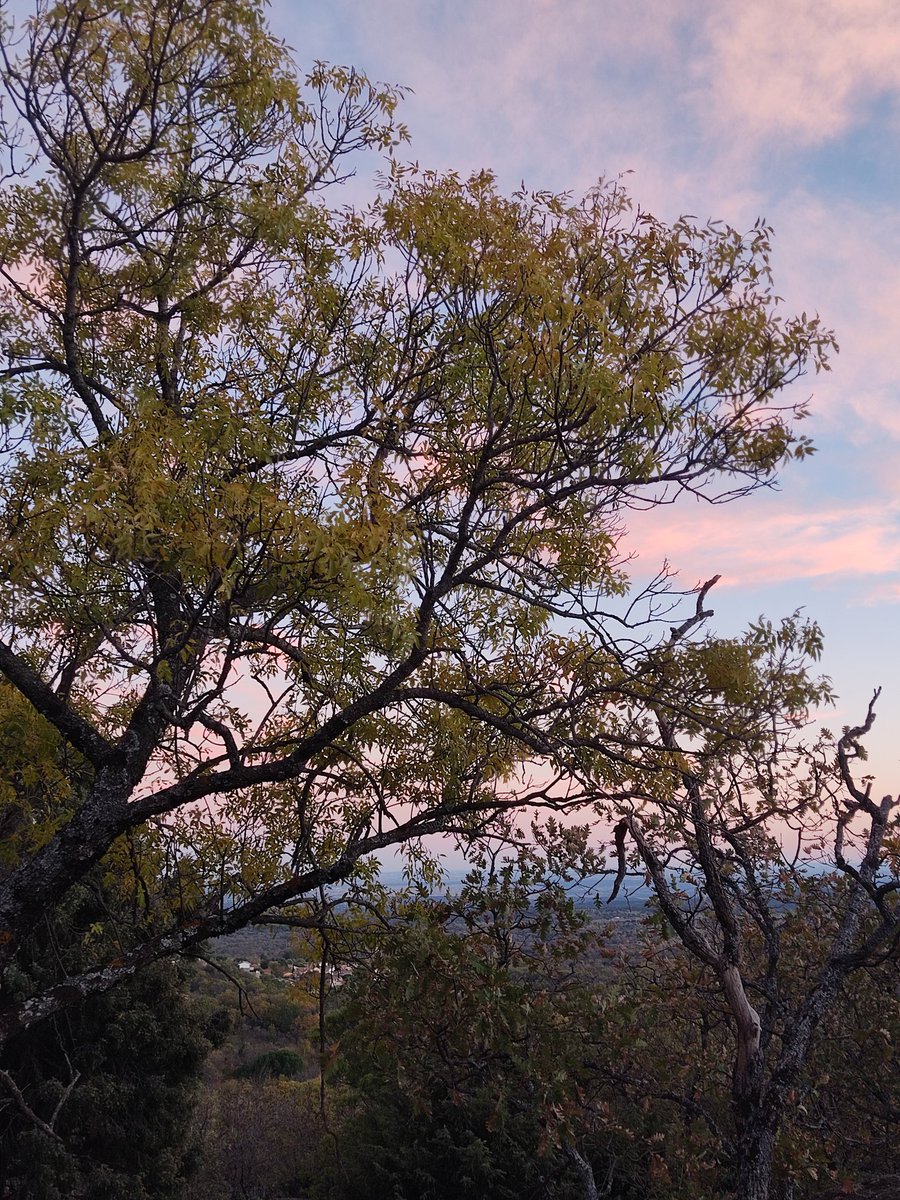 wings_of_paper's tweet photo. el atardecer de hoy 💘 https://t.co/xrB4dJSmD4