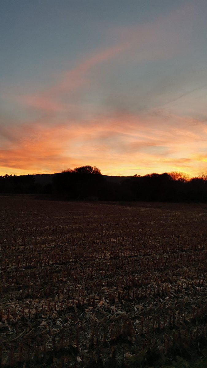 _miguelarce's tweet photo. 🌾🌾 https://t.co/BW5kb9FQWF