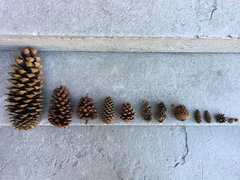 eriksonmath's tweet photo. Here is a "playful invitation" using a BIG IDEA: All measurement involves a "fair" comparison. 
Can rain and snow be used in similar ways to explore measurement?
https://t.co/ZrMaMwnOWs https://t.co/beJX5NZd5h