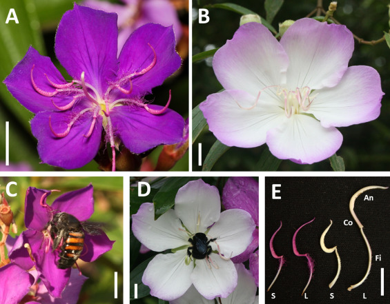 Pollen grains are released in increasing portions along flower lifespan in two Pleroma species. Glad to share this study with Fernanda Barão-Leite, Leo Jorge and my dear former advisor Marlies Sazima!
 sciencedirect.com/science/articl…

#Melastomataceae #pollenflower <a href="/buzzpollination/">Buzz Pollination Group</a>