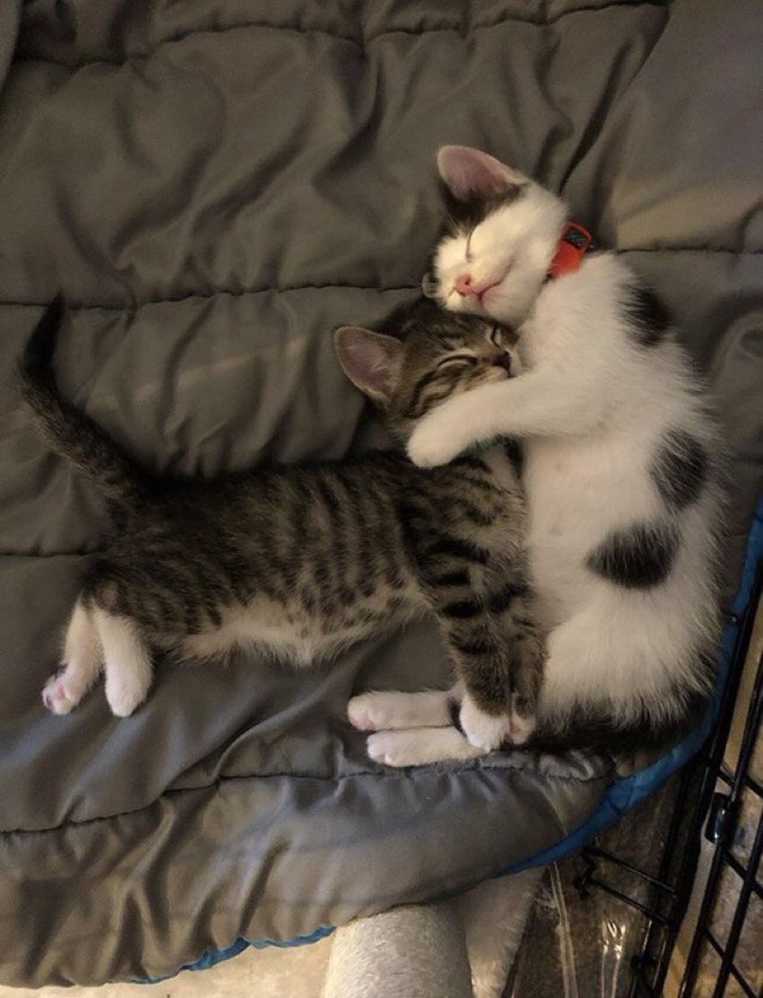 contextpets's tweet image. 