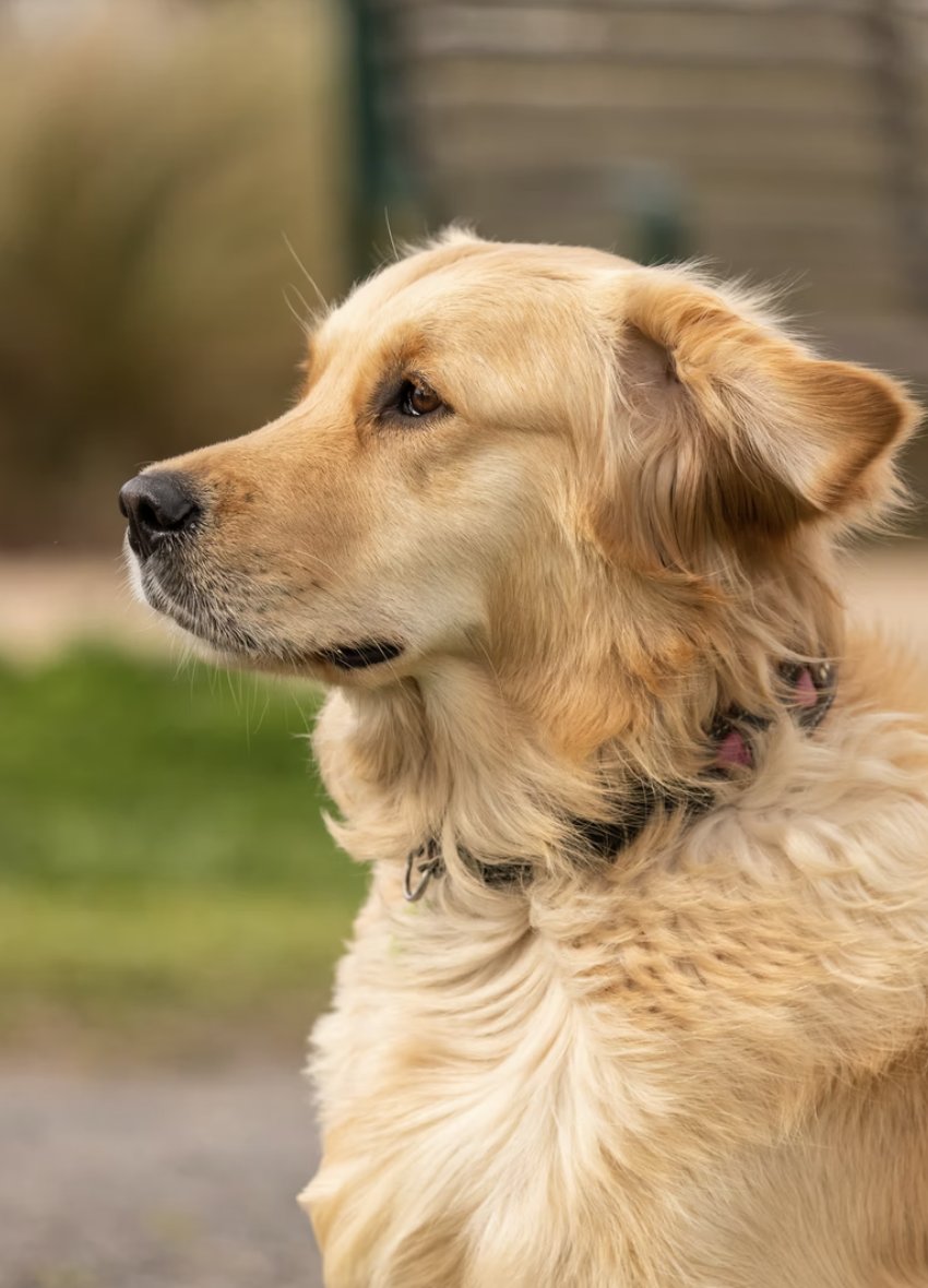 DMCpetposes's tweet photo. Did you know that Golden retrievers are the most popular breed of dogs for families with children? 
Have you ever had a golden before? 😊

#petposes
#familyapprovedpets
#doglife https://t.co/pgR7Oy5s2I