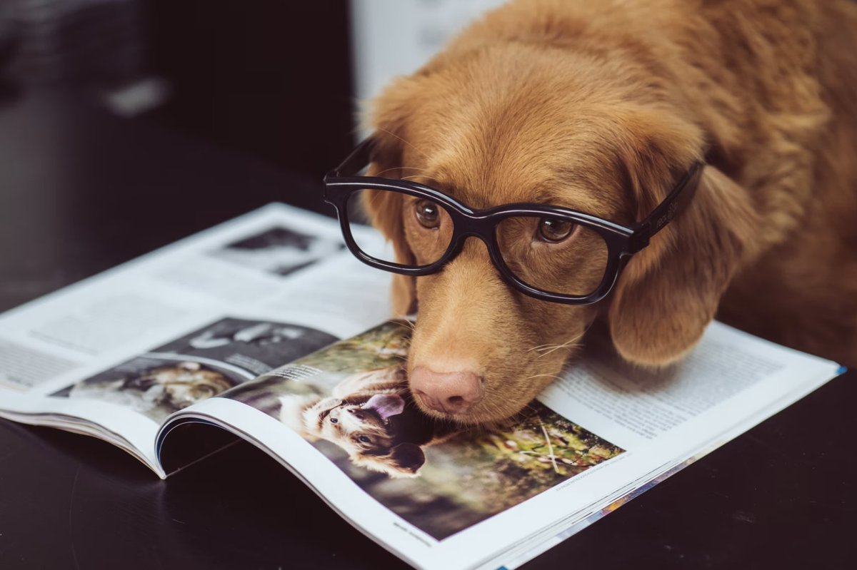 DMCpetposes's tweet photo. Happy #wackywednesday everyone!

#petposes
#familyapprovedpets
#doglife https://t.co/tZorbf1Hnb