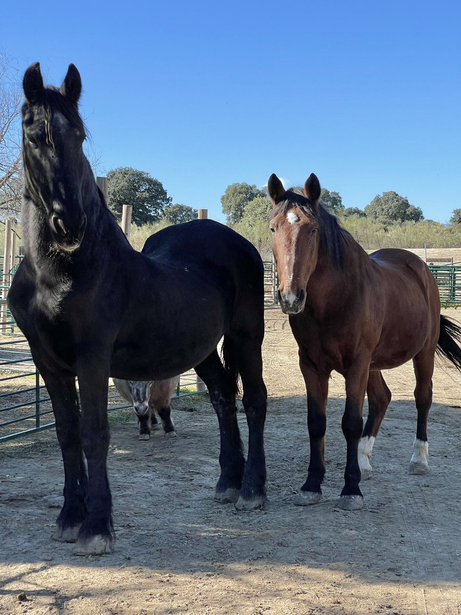 Este es el antes y después de Avellano, un caballo vendido a un tratante tras 25 años de uso. El tratante lo dejaba morir de hambre, literalmente.
Ya está recuperado.
Ayúdanos 🙏💚 santuariovegan.org/colabora/