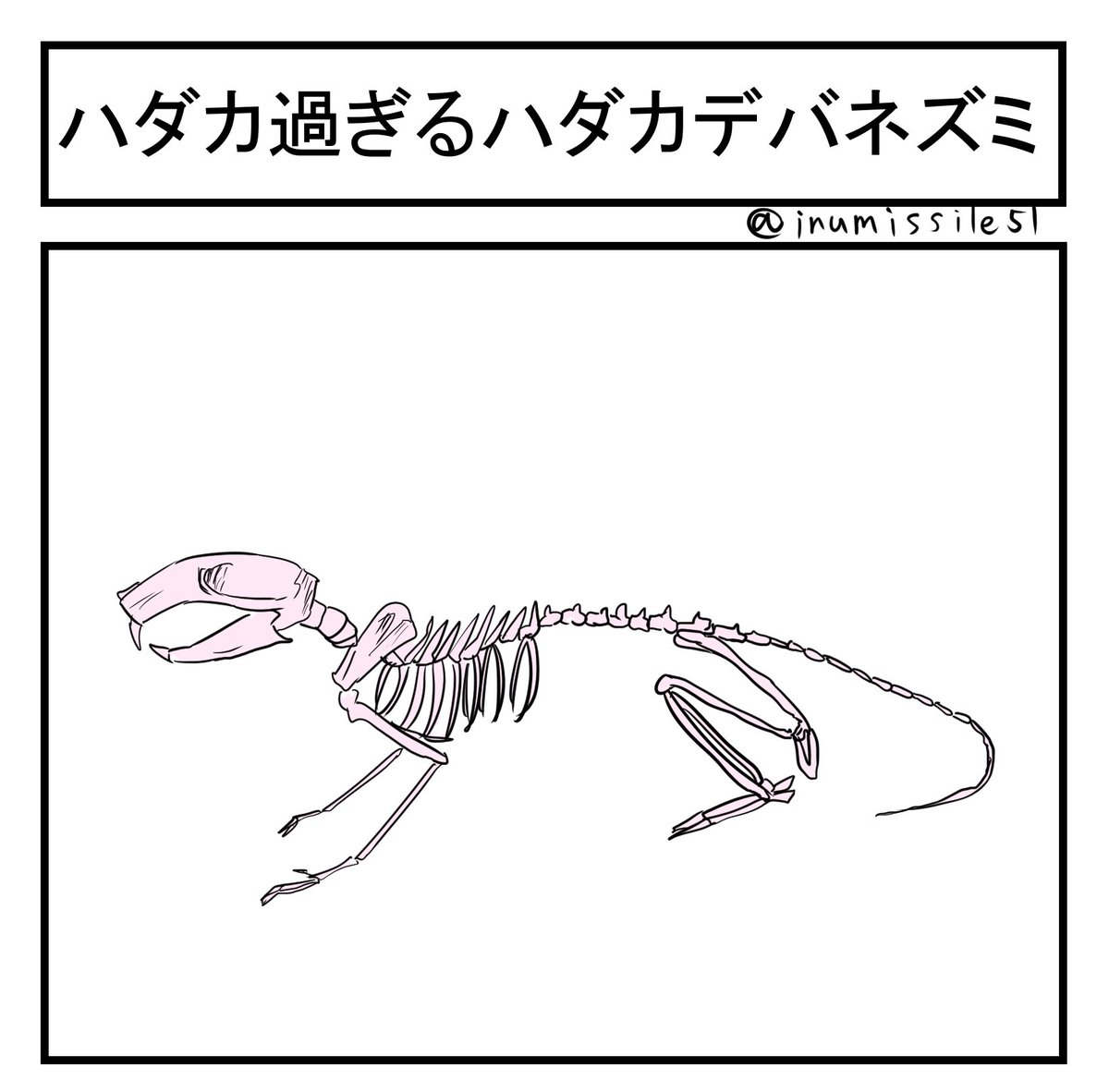ハダカ過ぎるハダカデバネズミ 
