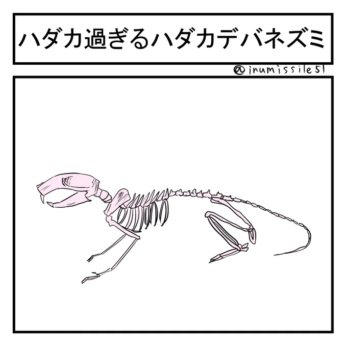 ハダカ過ぎるハダカデバネズミ 