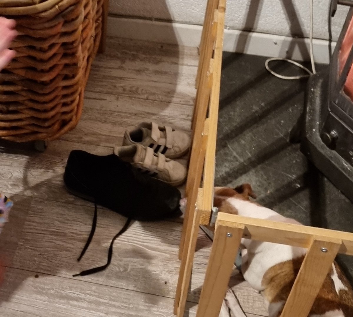 joyceenben's tweet photo. @geertwilderspvv Ons pleegdametje werd er helemaal blij van, de schoenen staan al klaar! 😍 https://t.co/5onxV7RwlY