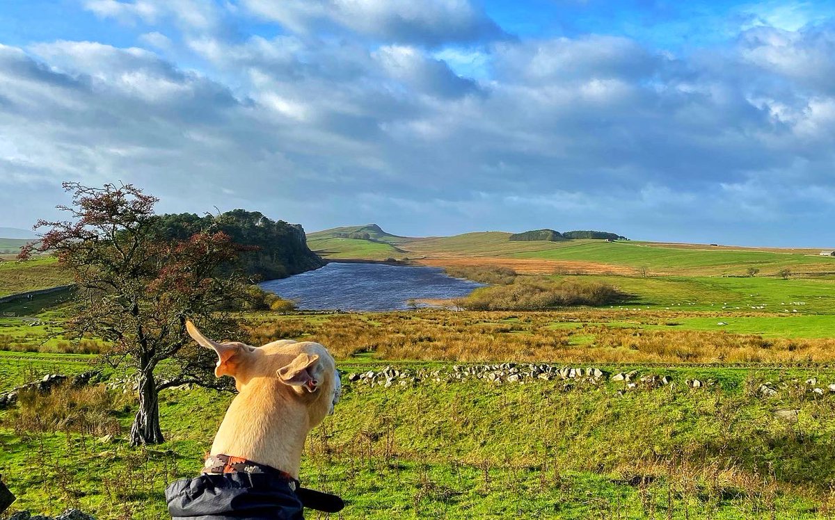 oldcrofthouse's tweet photo. In little over an hours drive we were Roman soldiers (Dylan was obviously Emperor Hadrian) taking in our beautiful empire. Walking really is the greatest escape of the everyday…
#housesteads #craglough #sycamoregap #winshields #greenleelough #circularwalks #hadrianswall https://t.co/m5nChXugIV