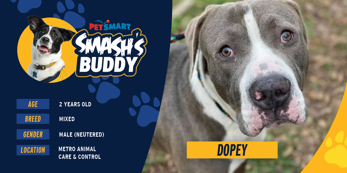 Predators Twitter: "Meet @PredsNHLPup's Buddy of the Month, Dopey! @PetSmart | #Preds https://t.co/g4jdjQWYNW" /