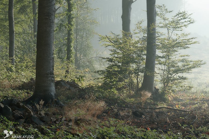 aman_ayuso's tweet photo. Awaking #tree #forest https://t.co/nnk8hqCZvw