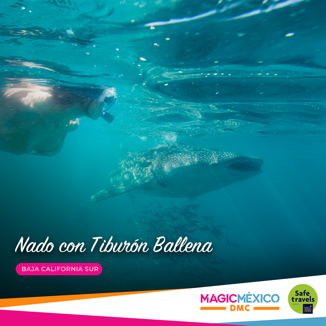 MagicMexicoDMC's tweet photo. ¿Estás listo para nadar con el Tiburón Ballena?🤿🏊🏽‍♀️🦈

Muy pronto podrás snorkelear y nadar con el tiburón más grande‼️ 

 #lapaz #ViveloConMagicMéxicoDMC 
#bcs #turismo  #tiburonballena

🌐https://t.co/UFW2sH6wMU https://t.co/xjD66lAhuj