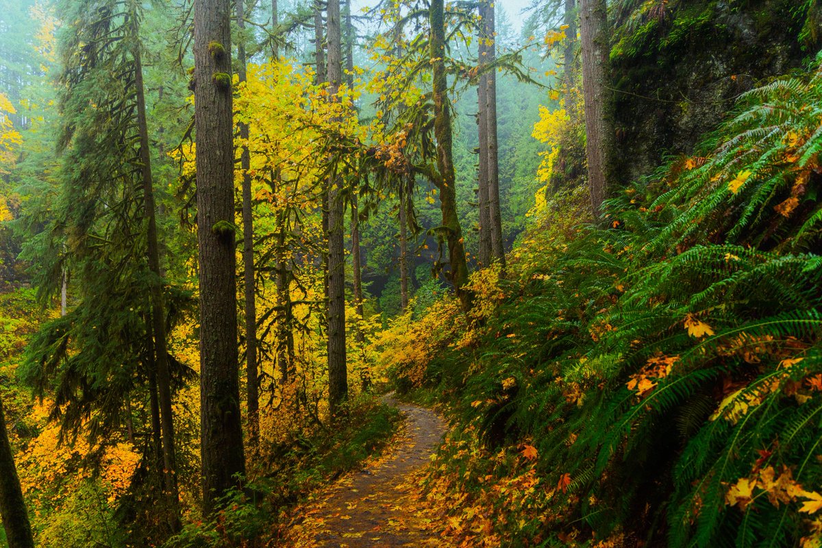 alexxhinson's tweet photo. fall in oregon https://t.co/kERM7BuHW5
