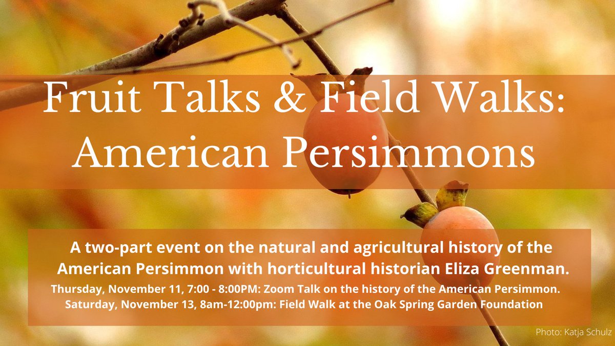oak_spring's tweet photo. There's still time to register for our short course on American Persimmons with Eliza Greenman! The lecture portion will be held via Zoom, so you can join in the fruit-related fun from the comfort of your home. More info at https://t.co/DZef7me4OB. https://t.co/6yjZr8Dx9d