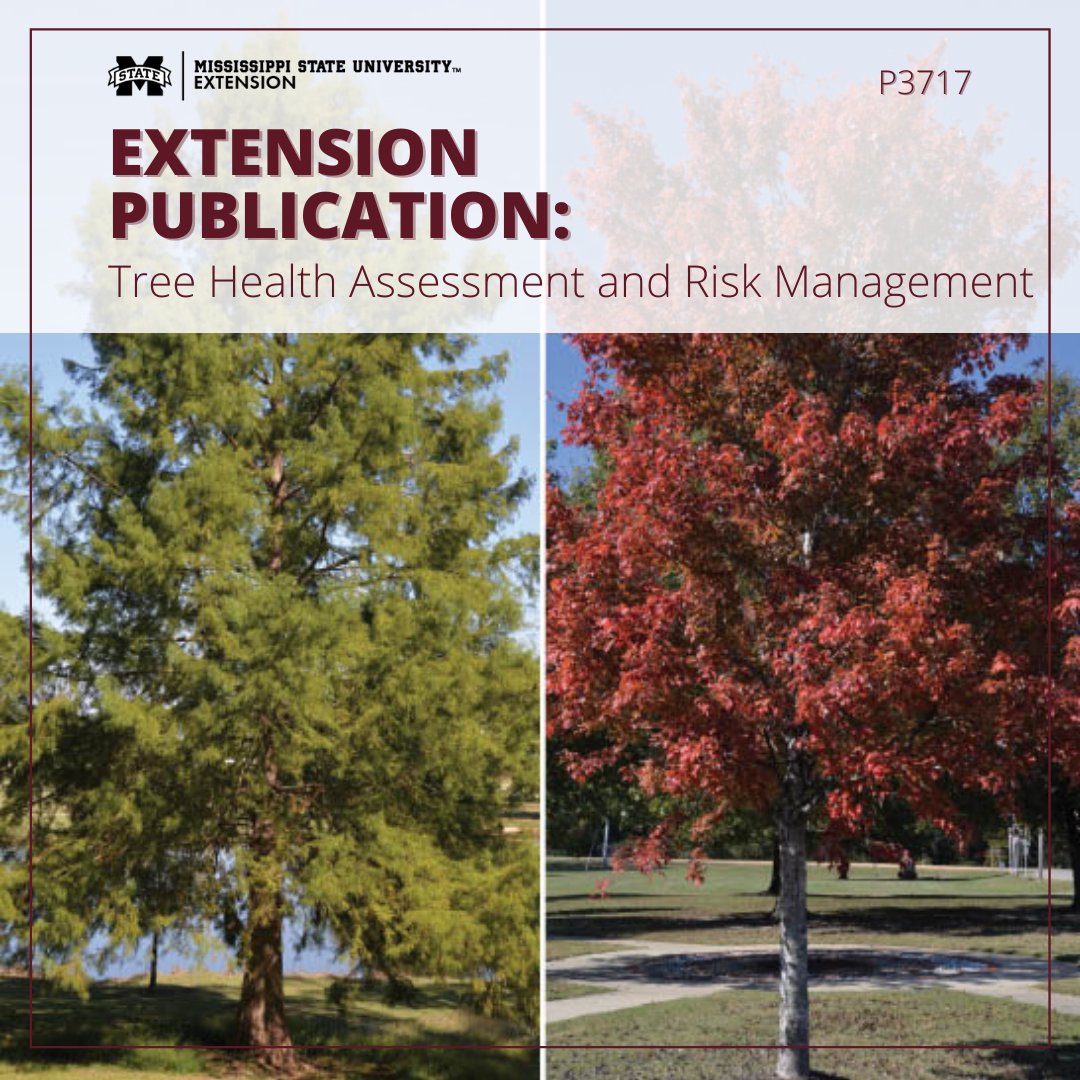 MSUExtService's tweet photo. What makes a tree healthy?
This publication covers:
🌳Tree Health Assessment
🌳Tree Defects
🌳Risk Management
🌳& more!
Read here: https://t.co/qaWY6xM3f6 #ExtensionHasAnswers #MSUext https://t.co/RUmBnaMYZZ
