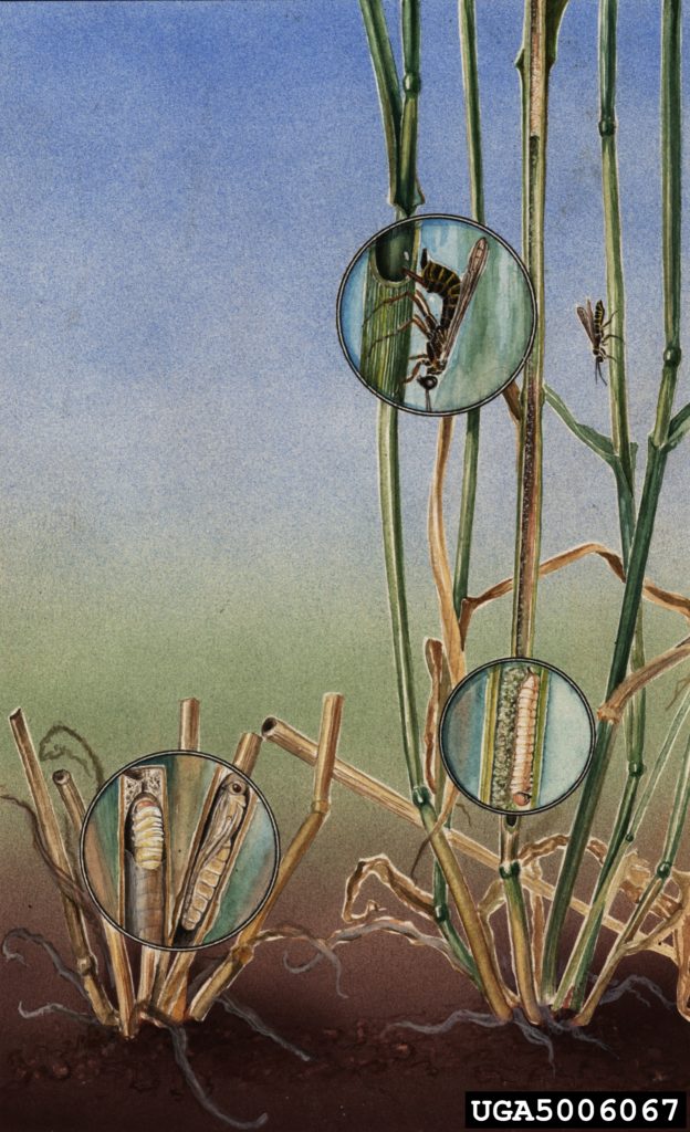 FarmingSmarter's tweet photo. Bug of the Month - Wheat Stem Sawfly - https://t.co/Q6x2SLiZwp
#agriculture #agricultureresearch #westcdnag #farmingsmarter #bugofthemonth #sawfly
@killerkencoles @growstewardship @hectorcarabido @DanJohnsonAB https://t.co/X1UiBYH0Os