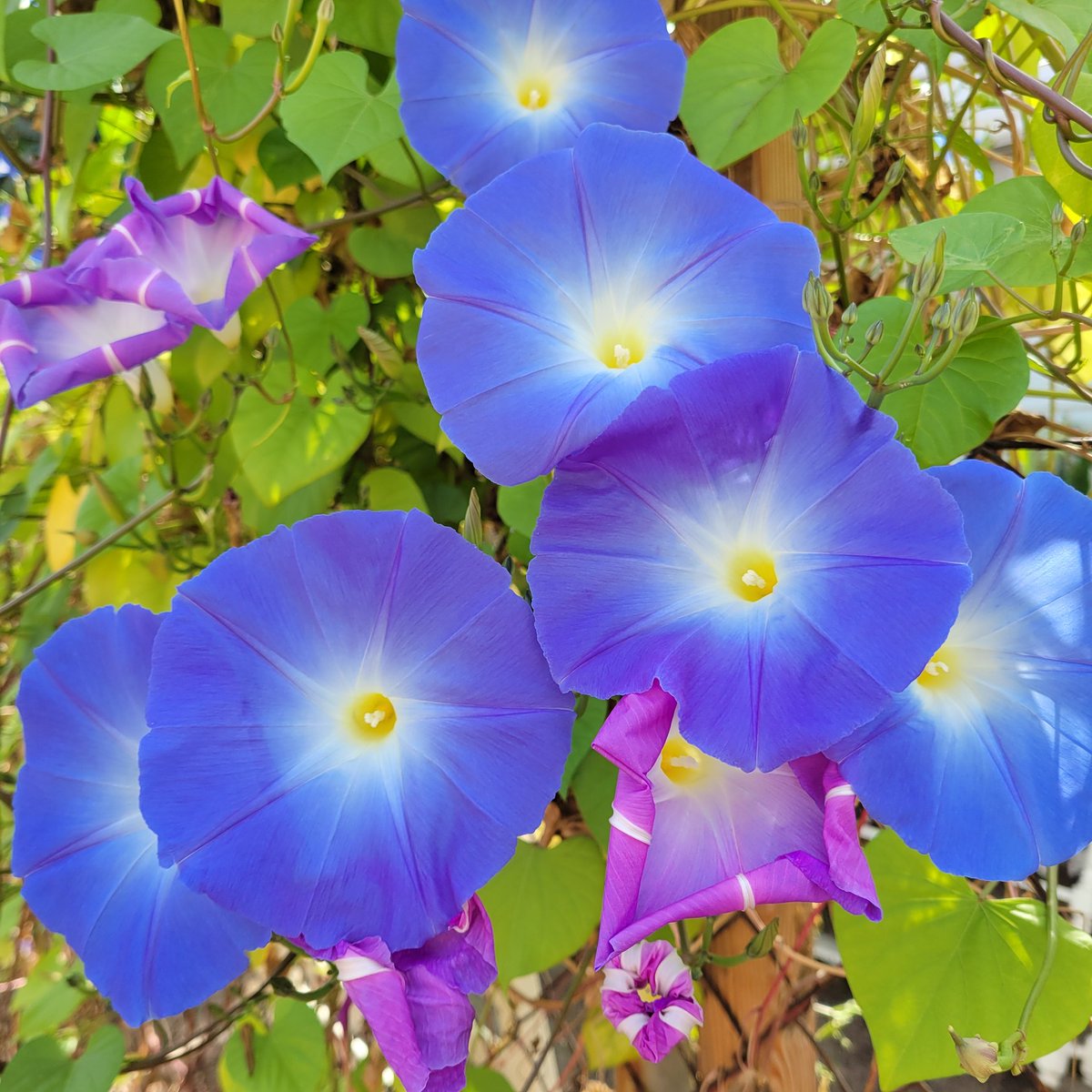 CandaceSotela (@candacesotela) on Twitter photo 