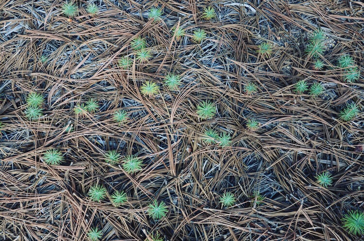 HarvardForest's tweet photo. Indigenous-led fire stewardship and the revitalization of landscape-scale pyrodiversity: join us for a virtual seminar by @kiramhoffman on Weds, Nov. 10 at 11:00am EST. Direct message us for the Zoom info! https://t.co/4VZbHF4tjo https://t.co/jcHiOUbCPk