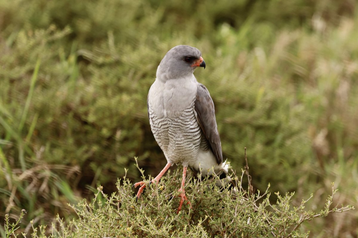 Best-ever views of Gabar Goshawk on my recent #Kenya 🇰🇪 trip
#BirdsSeenin2021 #birdwatching #birds #birding  #IOC2022 #birdphotography ⁦@Africabirdclub⁩ #TwitterNatureCommunity #Kenyanbirds #Africa #BirdsOfAfrica #canonphotography #Canon #Photohour #PhotoMode