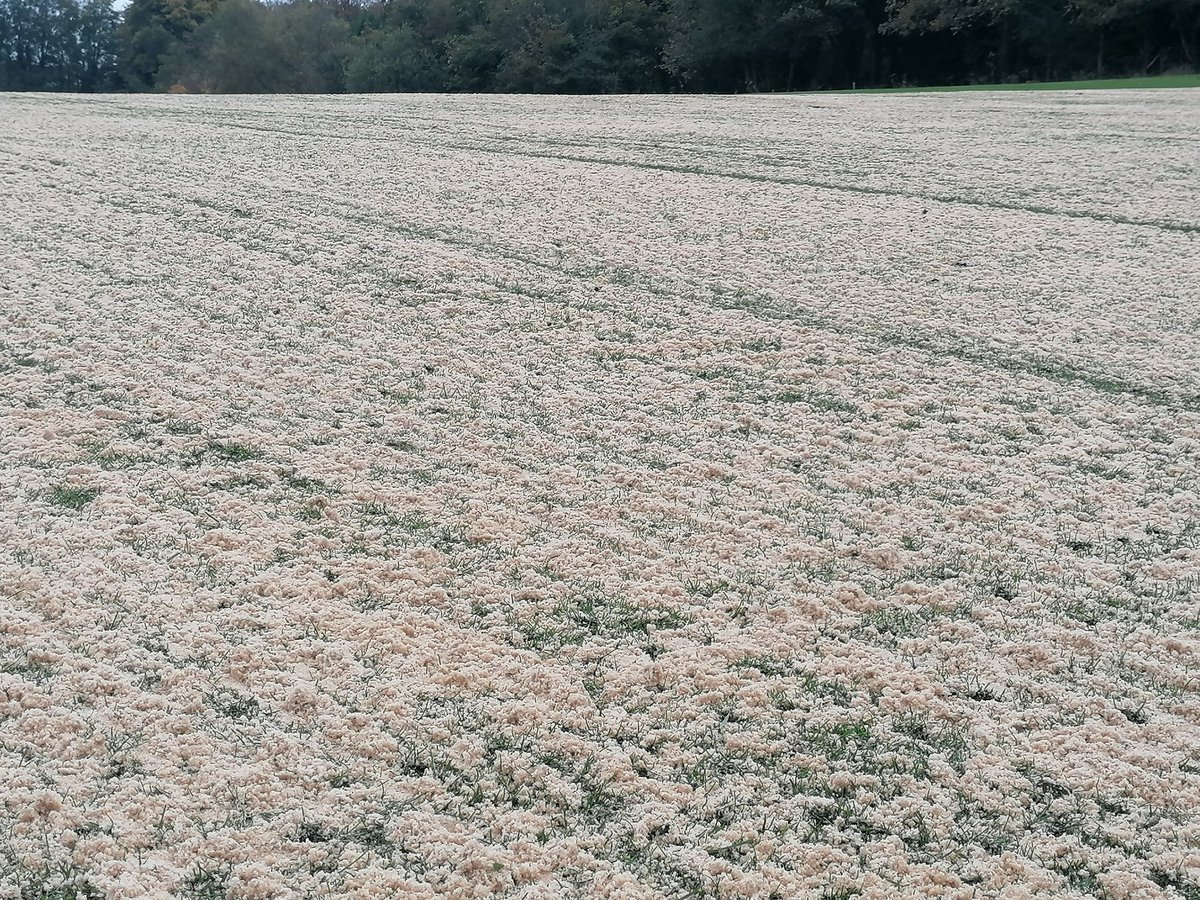 James Solloway tweet media