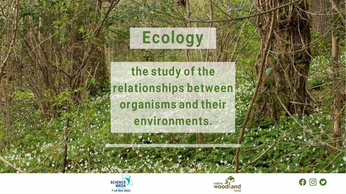 NativeWoodTrust's tweet photo. We’re talking about the different specialties of science that go into understanding #forests this #ScienceWeek Ecology is the big picture view of how ecosystems function and are formed. Any questions about how ecology works as discipline? #scienceweekireland https://t.co/MDcGYG8aq0