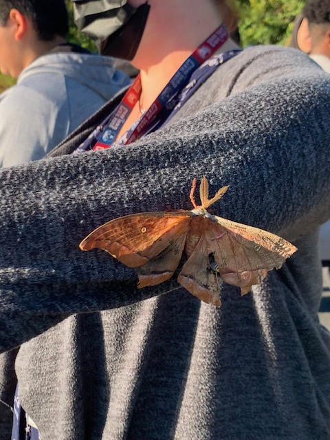 SehSeminoles's tweet photo. Today during a fire drill, one of our Social Studies teachers had a giant moth pay a visit! #MeetSoutheast https://t.co/AsYTdkHdXd