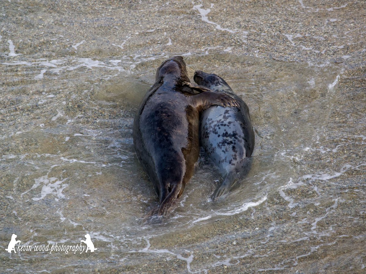 PlasticWaive's tweet photo. 💙 Here's some #MondayMotivation 

🦭 One of our volunteers, Kevin, checks on some seals in a hidden spot

📷 He sent us these pictures taken from a very safe distance

🌊 It's lovely to see them in a completely natural and clean environment

💚 It's why we all do what we do... https://t.co/tMlYnjb9rw