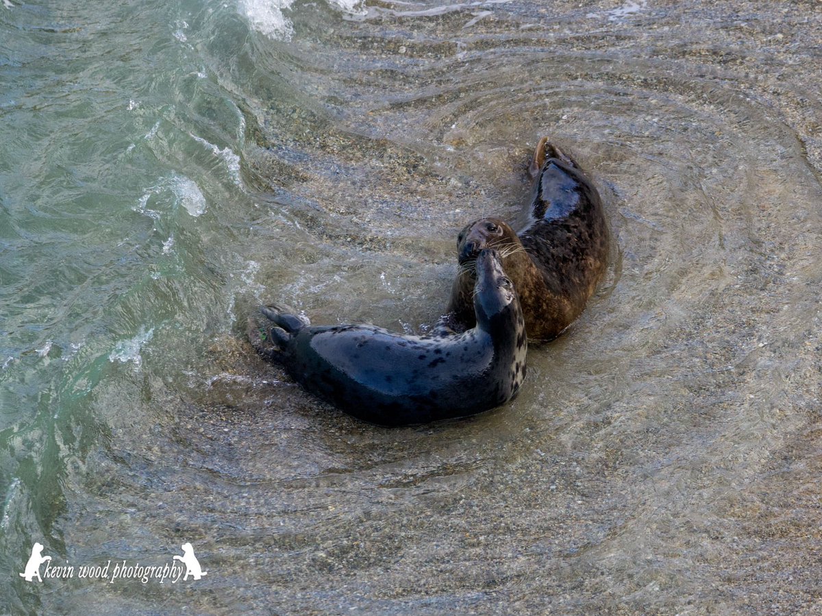 PlasticWaive's tweet photo. 💙 Here's some #MondayMotivation 

🦭 One of our volunteers, Kevin, checks on some seals in a hidden spot

📷 He sent us these pictures taken from a very safe distance

🌊 It's lovely to see them in a completely natural and clean environment

💚 It's why we all do what we do... https://t.co/tMlYnjb9rw