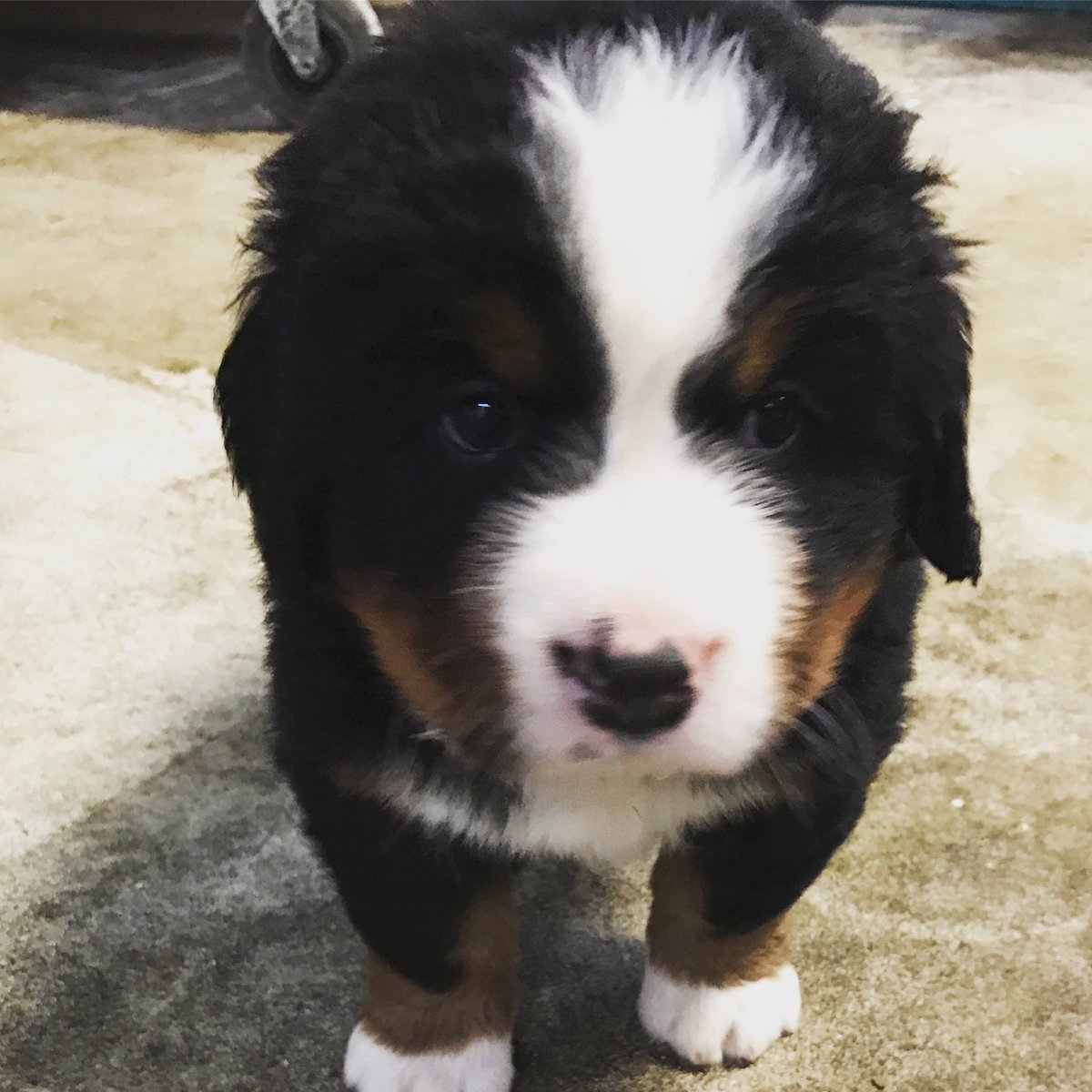 Tiny Bunsen.  Oh my goodness look at his face