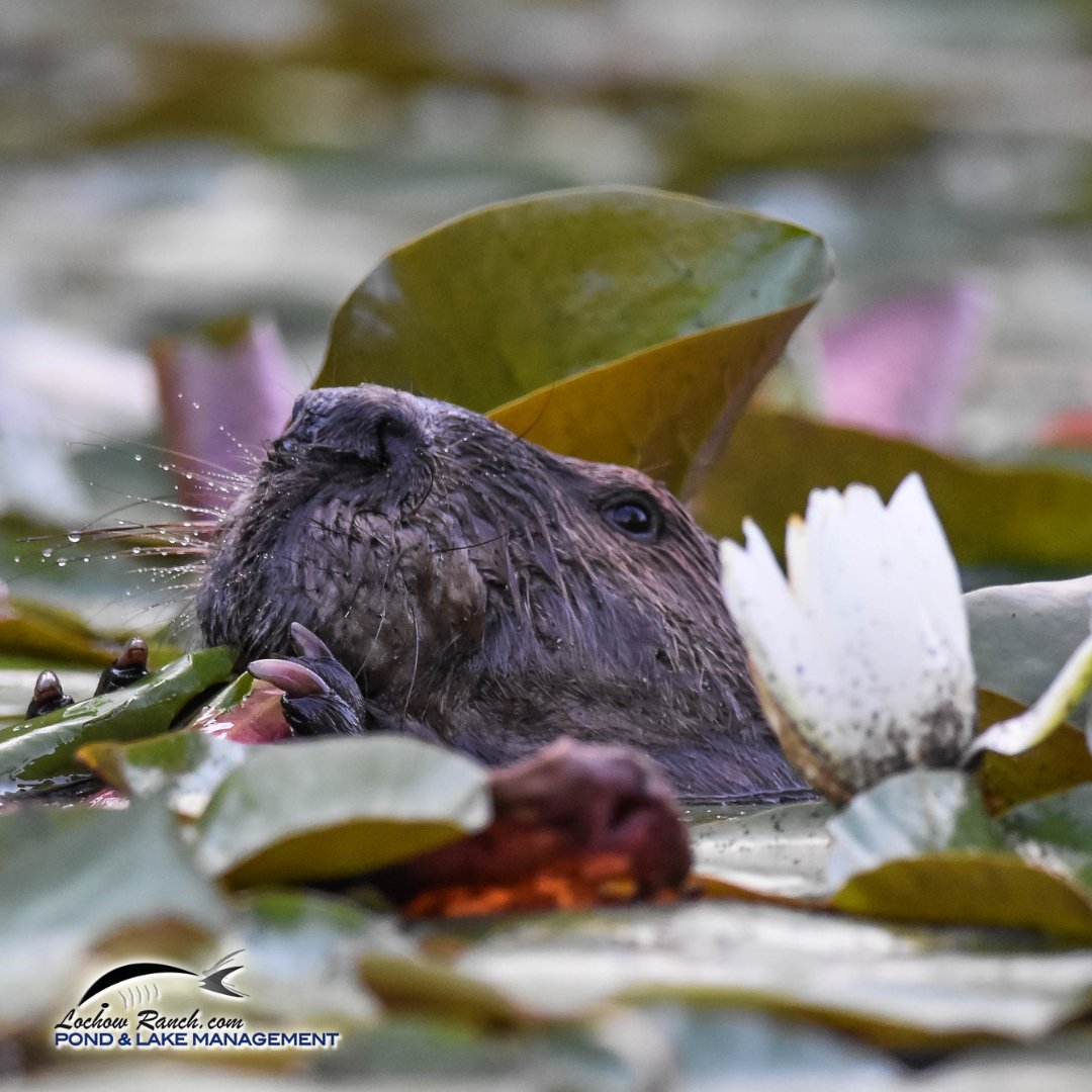 LochowRanch's tweet photo. Otters might live in an old beaver lodge but no need to blame the beavers if the squatters are the problem. Here's how to spot the difference: https://t.co/3WMR6Zvbkm
#nature #aquaculture #fishinglifestyle #outdoors #fishesofinstagram #texasfishing https://t.co/wcDIPwkisH