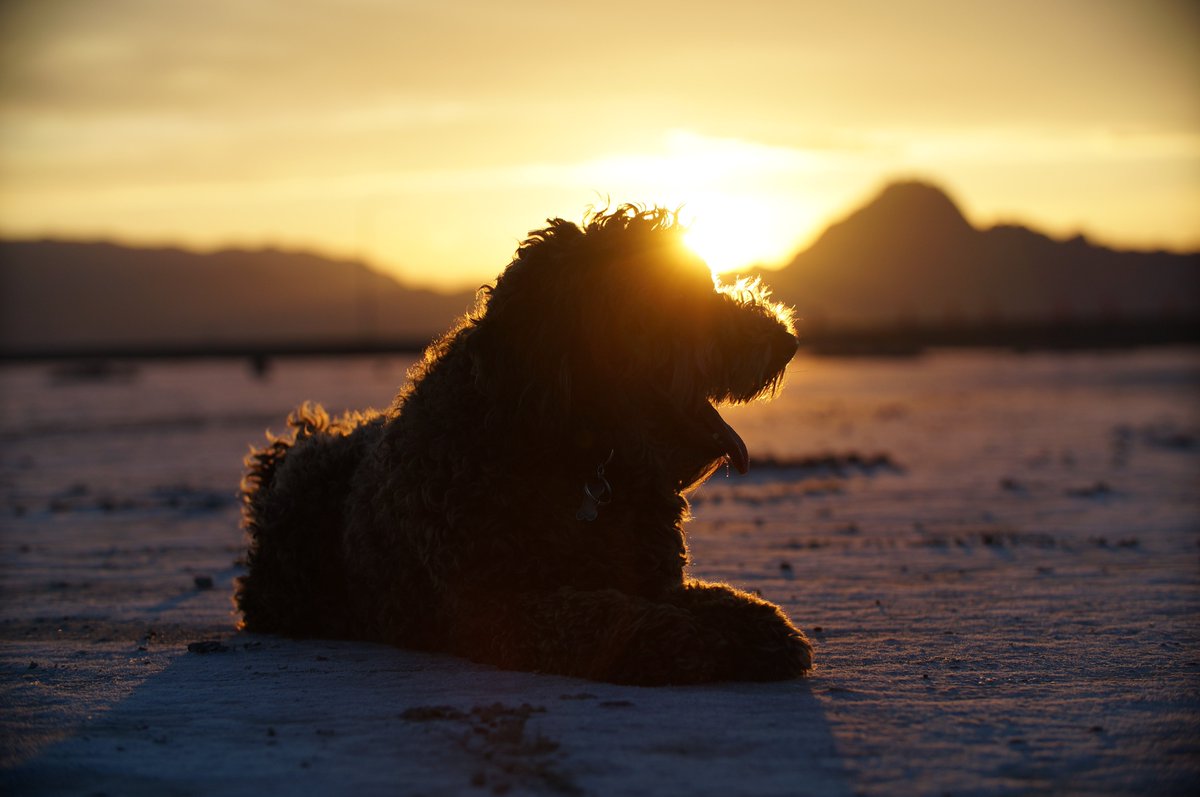 Dave Amirault tweet media