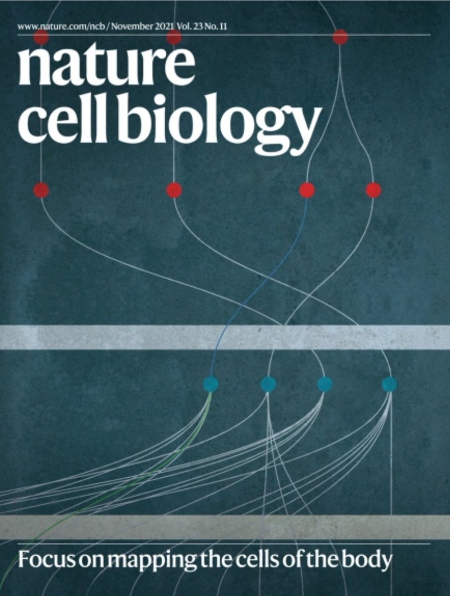 Katy Borner (@katycns) on Twitter photo "Anatomical structures, cell types and biomarkers of the Human Reference Atlas" out in nature.com/ncb! Cover makes authoring ASCT+B tables look easy & elegant. Thanks go to 36 co-authors and 16 consortia for arriving at consensus. <a href="/_hubmap/">Human BioMolecular Atlas Program (HuBMAP)</a> <a href="/NIH_CommonFund/">NIH Common Fund</a> <a href="/humancellatlas/">Human Cell Atlas</a> "Anatomical structures, cell types and biomarkers of the Human Reference Atlas" out in nature.com/ncb! Cover makes authoring ASCT+B tables look easy & elegant. Thanks go to 36 co-authors and 16 consortia for arriving at consensus. <a href="/_hubmap/">Human BioMolecular Atlas Program (HuBMAP)</a> <a href="/NIH_CommonFund/">NIH Common Fund</a> <a href="/humancellatlas/">Human Cell Atlas</a>