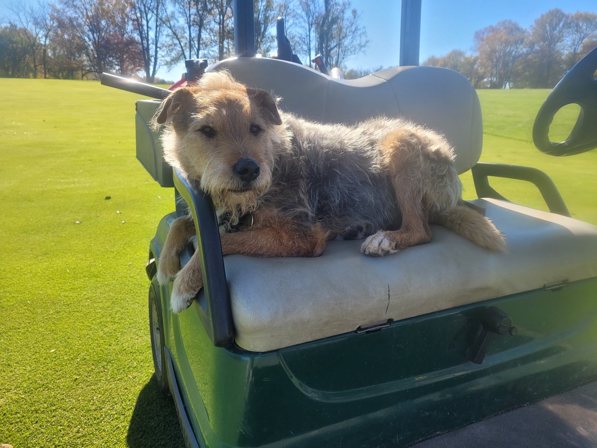 HeftyLeftyQue's tweet image. Today is the 11th anniversary of Bojangles first day at work. Love having my boy with me at work everyday even though he doesn't share the seat very well!