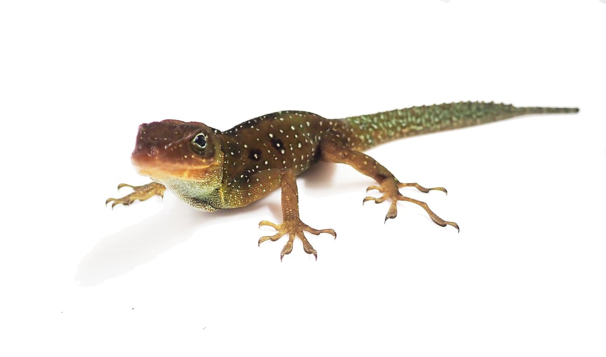 Going to post photos of Lesser Antillean anoles because why not... and because they're the best (A. oculatus)