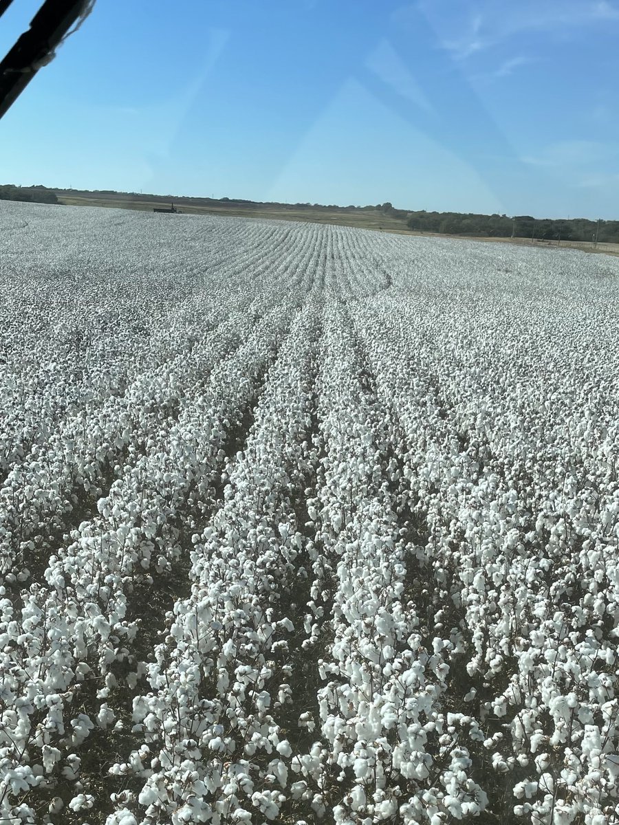 ArmorSeed's tweet image. Thanks @gbirdwell for sharing another beautiful Armor sighting in Western Oklahoma! This irrigated Armor 9598 leaves us speechless. #ArmorCotton #AR9598 #StartStrong