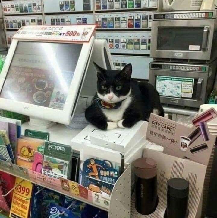 CatWorkers's tweet photo. https://t.co/3oyWZUP8n6