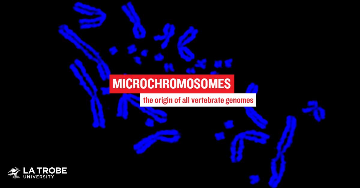 latrobe's tweet photo. Acclaimed genetics researcher Professor Jenny Graves says the 'astonishing' chance discovery of #microchromosomes, nestled among larger chromosomes, highlights the need to rethink how we view the human genome. https://t.co/qDIEzurS7w #lturesearch https://t.co/RoOcw7wltM