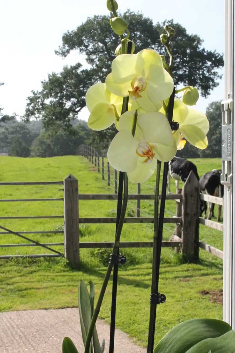 We love the view out of the studio, come and take a look for yourself. We are offering 3 free trial classes for new customers, all levels welcome. Message us or give us a call to book in #pilates #freebie #taster #fitness #core #health