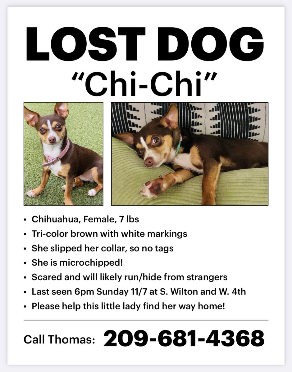 Pardee's tweet photo. Hey everyone. Worst nightmare coming true currently. My dog Chi-Chi escaped her sitter last night and is currently missing, last seen in Koreatown LA. She’s small and scared. If you could keep an eye out for her and share this flyer if you have followers here I’d be grateful. ❤️ https://t.co/cgJI5yN2vY