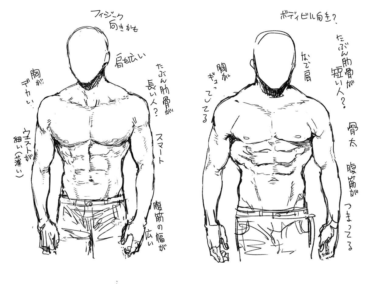 もちろん鍛え方とか個人差にもよるだろうけどこういう感じの違いある気がする、俺は右系が好き 