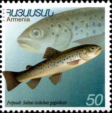 nedoluzhko's tweet photo. Our new paper shows the #monophyly and recent origin of Sevan #trout. #museumdna #sevanlake #sevantrout #ancientdna https://t.co/jAv3G5i3gW https://t.co/1p93cy8fUw