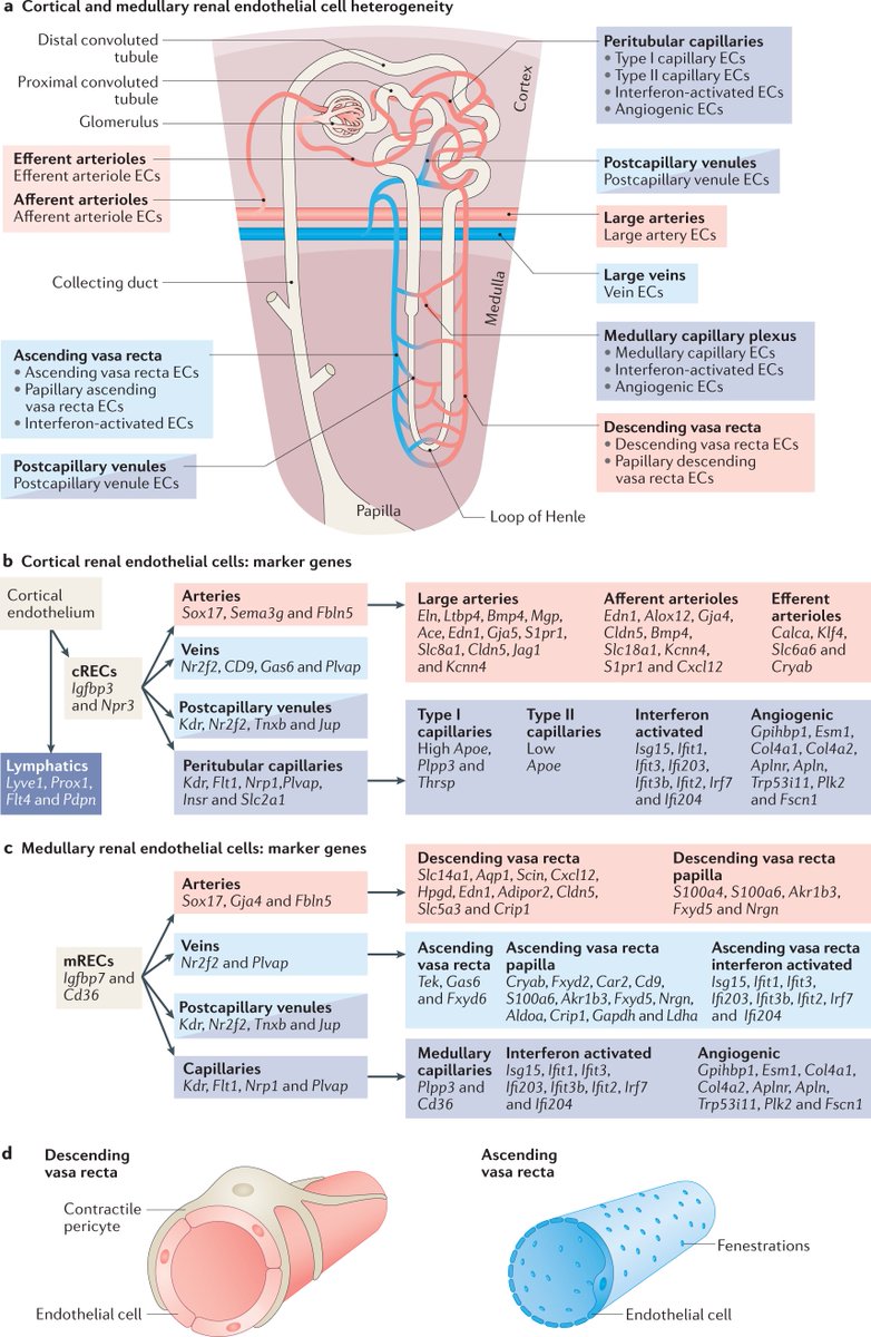 NatRevNeph's tweet photo. Phenotypic and molecular heterogeneity of the renal endothelium. Read more from Peter Carmeliet and colleagues here: https://t.co/6Yhf6i6d3h https://t.co/oDOTYfjgnd