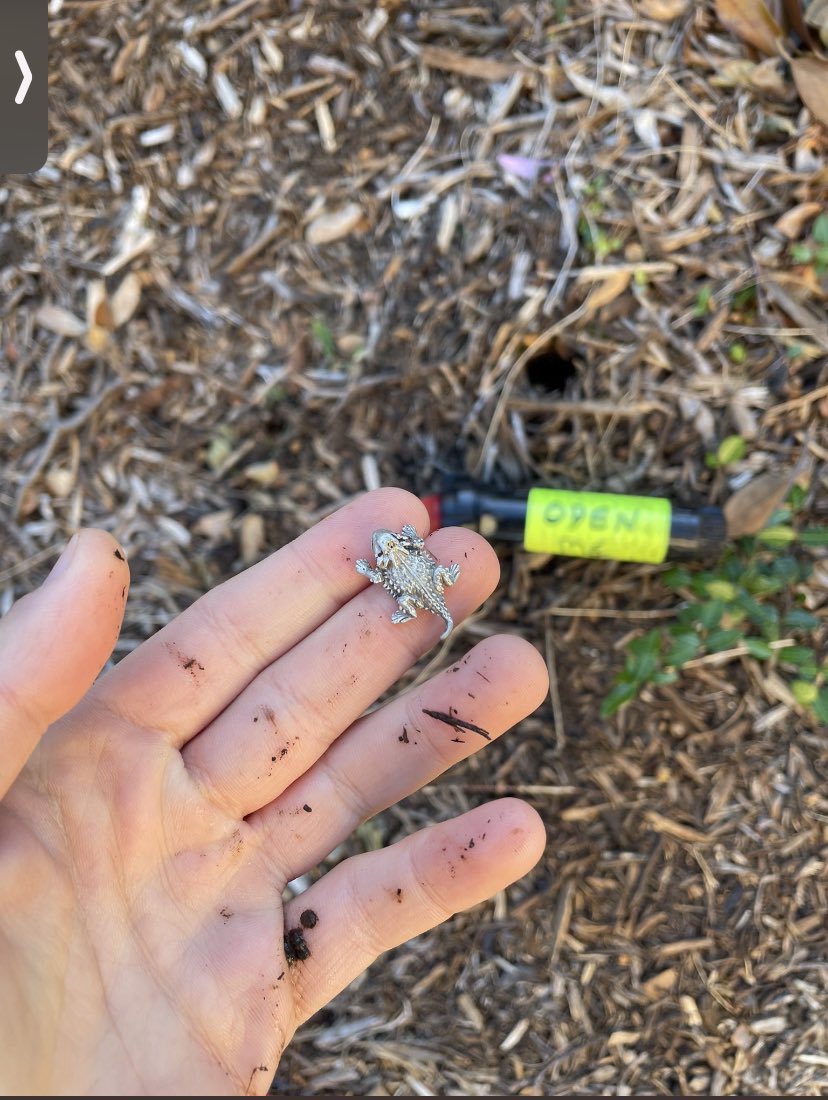 findthefrog1's tweet photo. https://t.co/MkhYLeXHSR