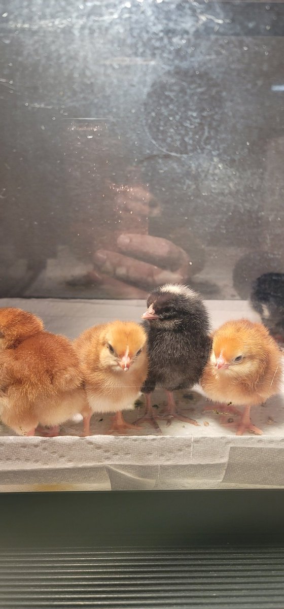 EGhananim's tweet photo. Tipps Elementary first graders has new baby chicks! We are so excited to have them! @TippsElementary @SRC_CyFairISD @ https://t.co/qTRc7qIDqS